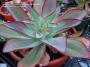 Ешеверия (Echeveria subrigida)