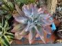 Ешеверия (Echeveria subrigida)