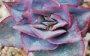 Ешеверия (Echeveria subrigida)