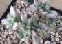 Ешеверия (Echeveria supia 酥皮鸭錦 自然群生)