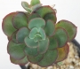 Ешеверия (Echeveria Suyon)