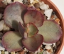 Ешеверия (Echeveria Suyon)