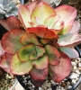 Ешеверия (ECHEVERIA SUYON VARIEGATED)
