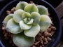 Ешеверия (Echeveria Variegated Nicksana)