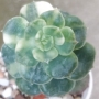 Ешеверия (Echeveria Variegated Nicksana)