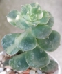 Ешеверия (Echeveria Variegated Nicksana)
