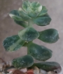 Ешеверия (Echeveria Variegated Nicksana)
