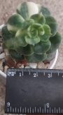Ешеверия (Echeveria Variegated Nicksana)