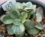 Ешеверия (ECHEVERIA SUYON VARIEGATED)