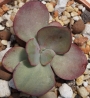 Ешеверия (ECHEVERIA SUYON VARIEGATED)