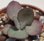 Ешеверия (ECHEVERIA SUYON VARIEGATED)