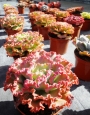 Ешеверия (Echeveria x Alma Wilson)