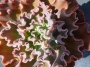 Ешеверия (Echeveria x Alma Wilson)
