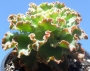 Ешеверия (Echeveria x Alma Wilson)