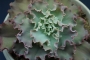 Ешеверия (Echeveria x Alma Wilson)