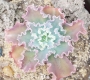 Ешеверия (Echeveria x Alma Wilson)