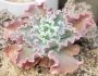 Ешеверия (Echeveria x Alma Wilson)