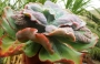 Ешеверия (Echeveria x Barbillion)