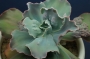 Ешеверия (Echeveria x Barbillion)
