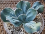 Ешеверия (Echeveria x Barbillion)