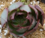 Ешеверия (Echeveria Yangjin)
