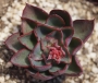 Ешеверия (Echeveria Yangjin)