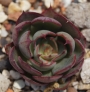 Ешеверия (Echeveria Yangjin)