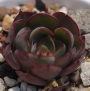 Ешеверия (Echeveria Yangjin)
