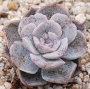 Ешеверия (Echeveria 닥터버터필드금)