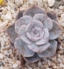 Ешеверия (Echeveria 닥터버터필드금)