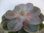 Ешеверия (Echeveria Perle von Nurnberg)