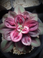 Ешеверия Маруба Бенитсукаса (Echeveria Maruba Benitsukasa)