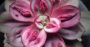 Ешеверия Маруба Бенитсукаса (Echeveria Maruba Benitsukasa)