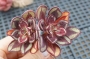 Ешеверия Маруба Бенитсукаса (Echeveria Maruba Benitsukasa)