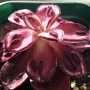 Ешеверия Маруба Бенитсукаса (Echeveria Maruba Benitsukasa)