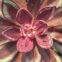 Ешеверия Маруба Бенитсукаса (Echeveria Maruba Benitsukasa)