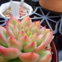 Ешеверия Мебина (Echeveria Mebina)