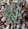 Ешеверия Мебина (Echeveria Mebina)
