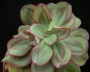 Ешеверия нодулоза (Echeveria nodulosa Painted Beauty)