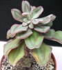 Ешеверия нодулоза (Echeveria nodulosa Painted Beauty)