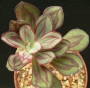 Ешеверия нодулоза (Echeveria nodulosa Painted Beauty)