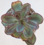 Ешеверия нодулоза (Echeveria nodulosa Painted Beauty)