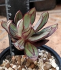Ешеверия нодулоза (Echeveria nodulosa Painted Beauty)