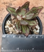 Ешеверия нодулоза (Echeveria nodulosa Painted Beauty)