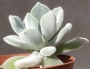 Ешеверия пулвината (Echeveria pulvinata Frosty)