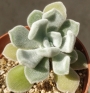 Ешеверия пулвината (Echeveria pulvinata Frosty)