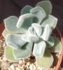 Ешеверия пулвината (Echeveria pulvinata Frosty)