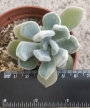 Ешеверия пулвината (Echeveria pulvinata Frosty)