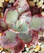 Ешеверия Регал (Echeveria Regal)