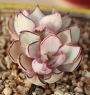 Ешеверия стриктифлора (Echeveria strictiflora v nova 스트릭트플로라2두)